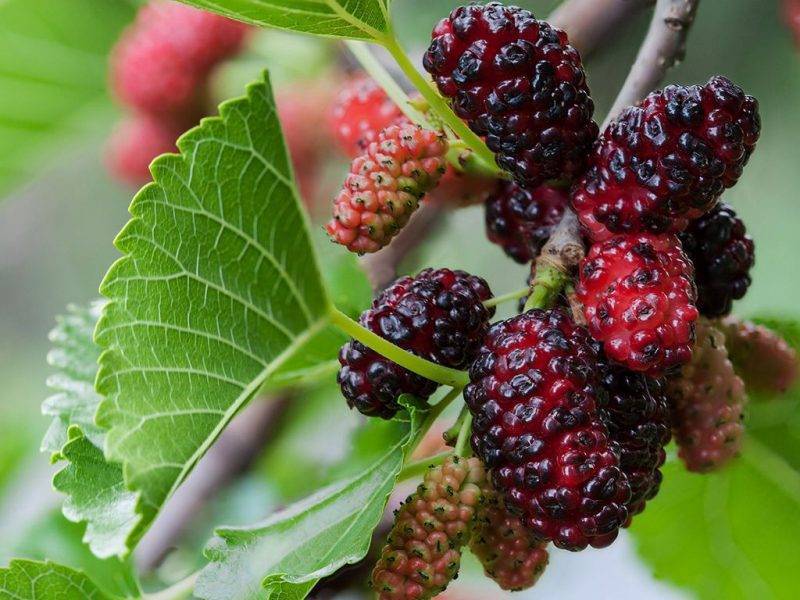 Шелковица купить саженцы из питомнике в Зеленодольске
