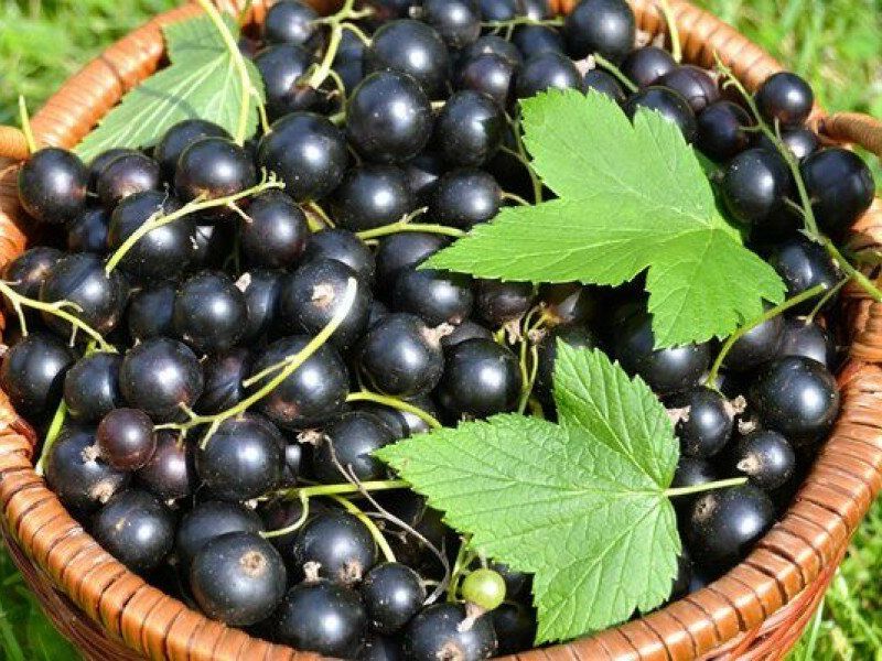 Смородина купить саженцы из питомника в Зеленодольске