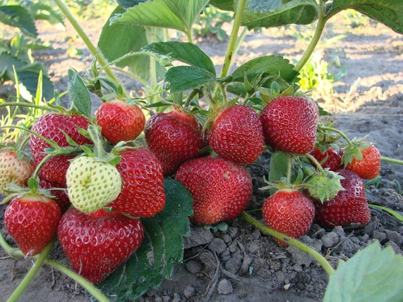 Клубника купить саженцы из питомника в Зеленодольске