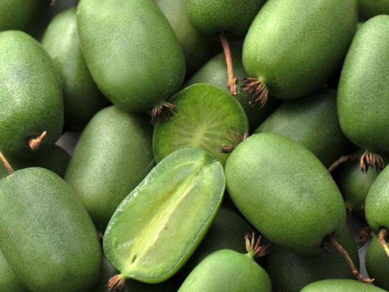 Актинидия купить саженцы из питомнике в Зеленодольске
