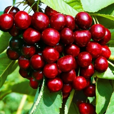 Черешня "ОВСТУЖЕНКА"