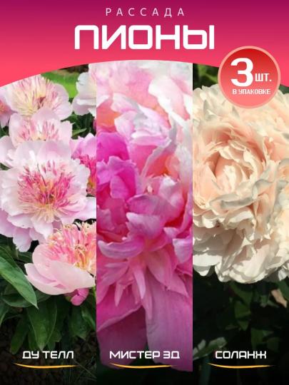 Пион корни комплект: Ду Телл, Мистер Эд, Соланж