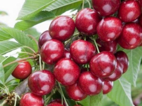 Черешня колоновидная "СИЛЬВИЯ"