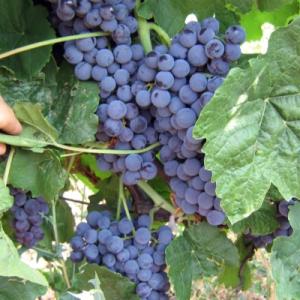 Виноград "ВЕНУС"